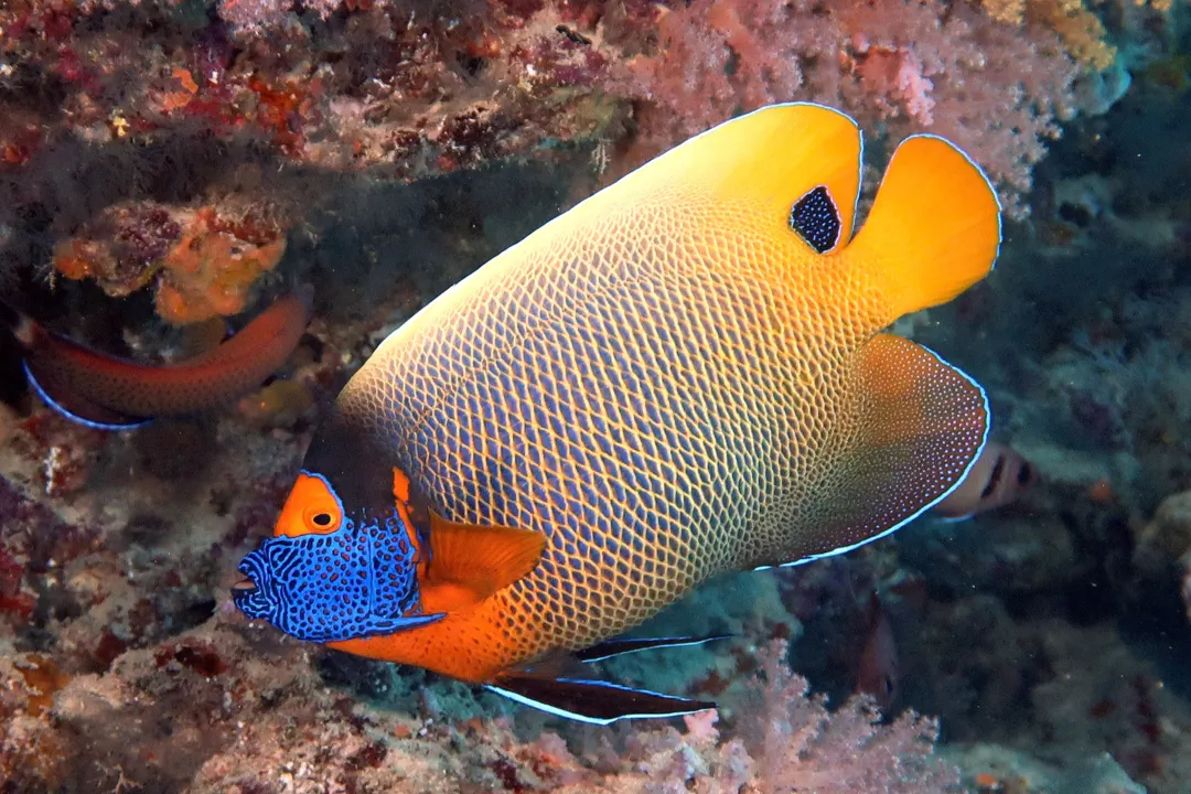 Blueface Angelfish