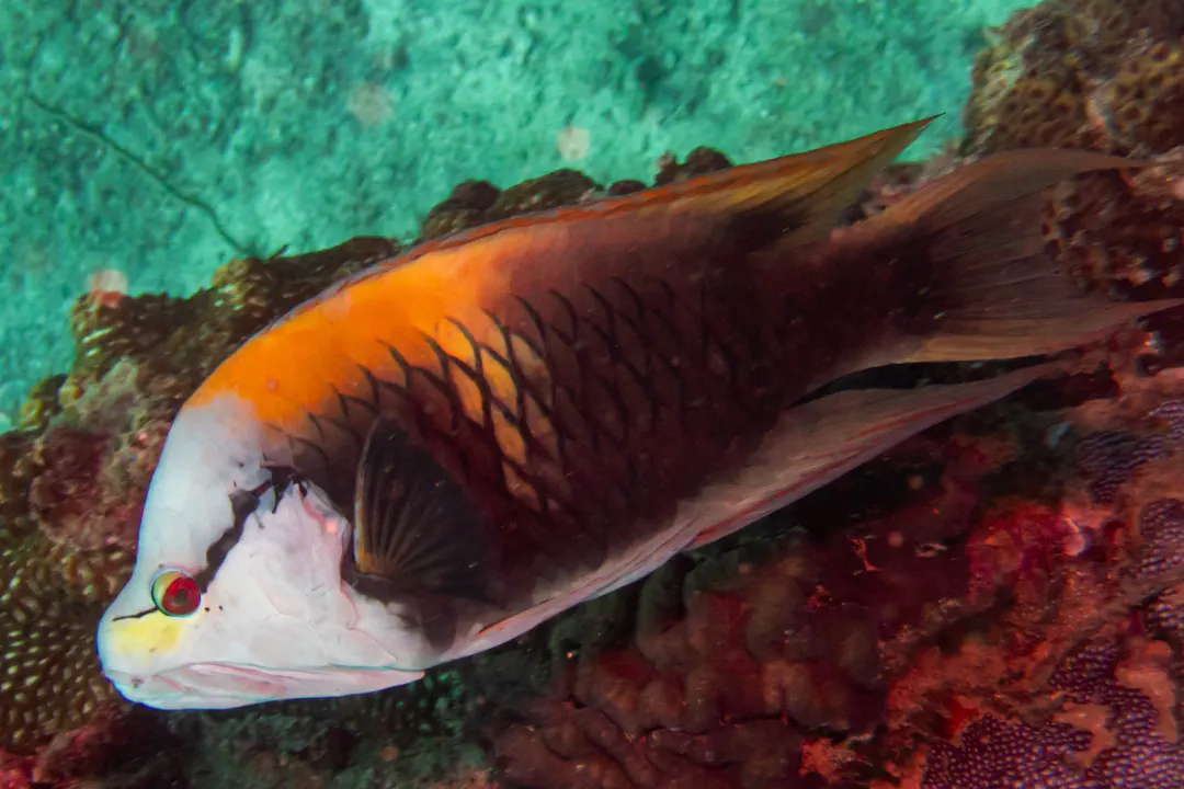Slingjaw Wrasse (male) (Epibulus insidiator)