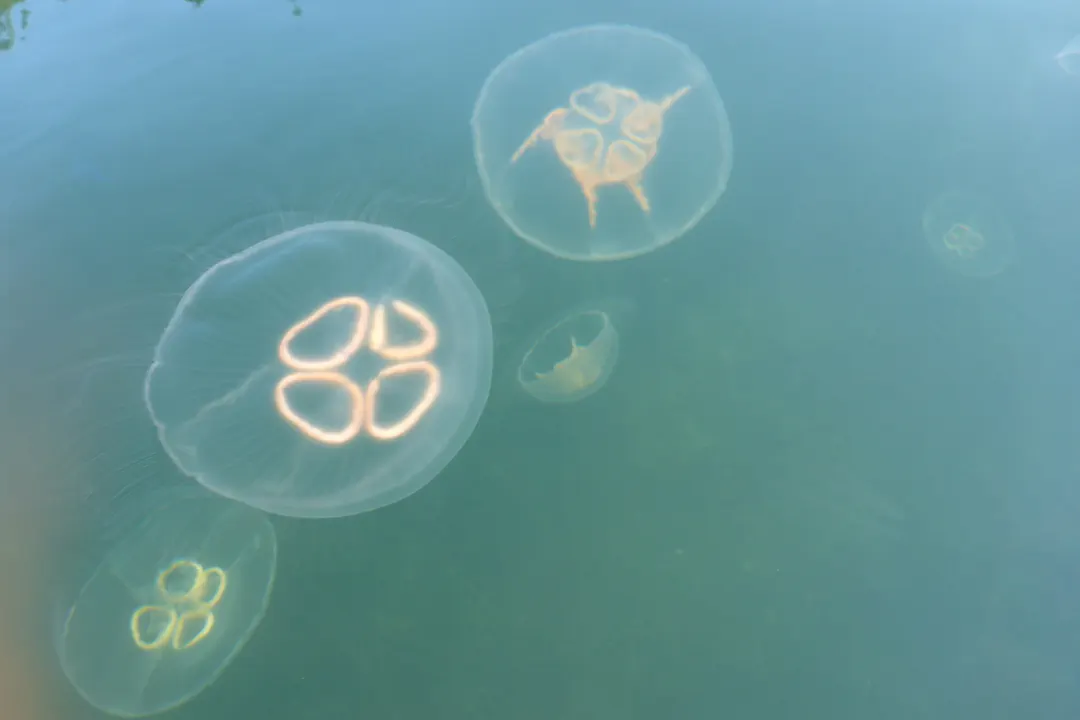 Moon Jelly