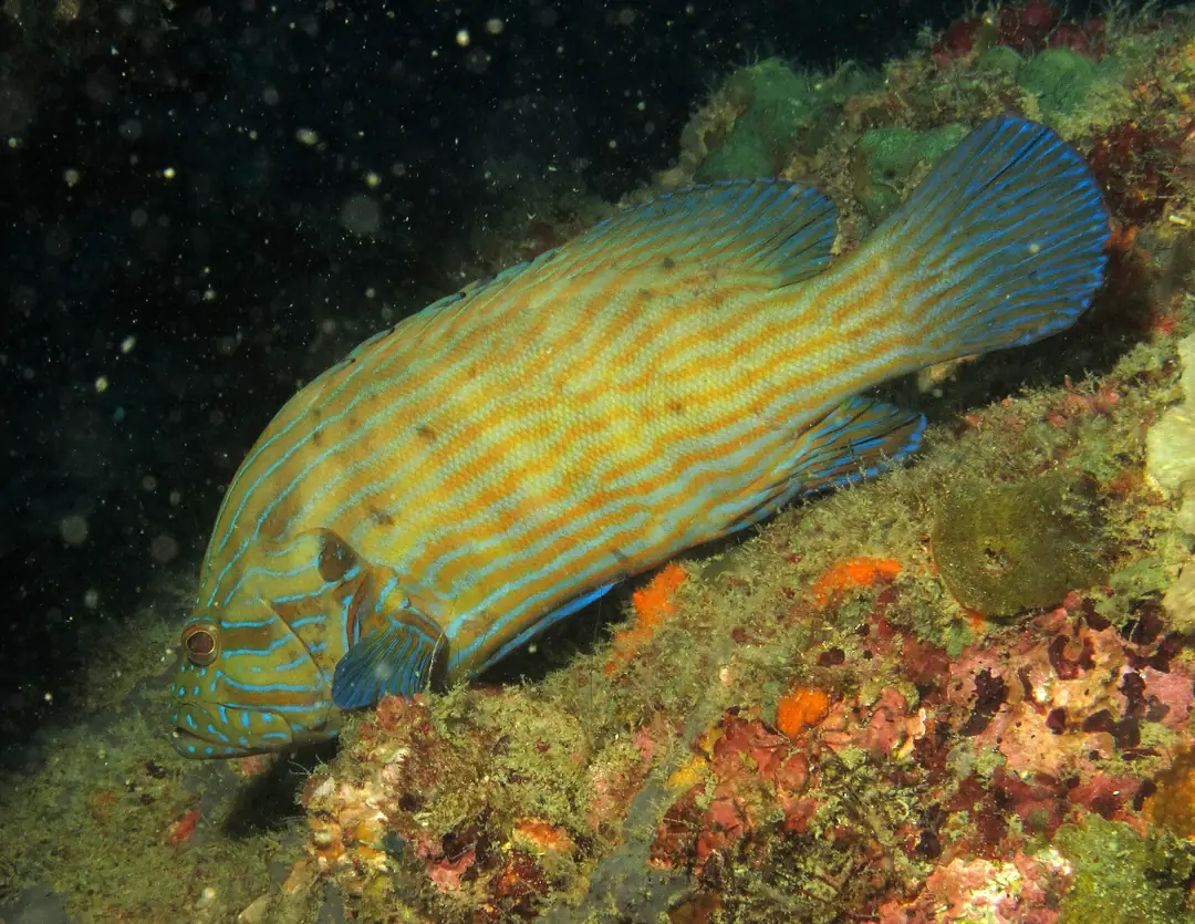 Seabook: Blue-lined Rock Cod