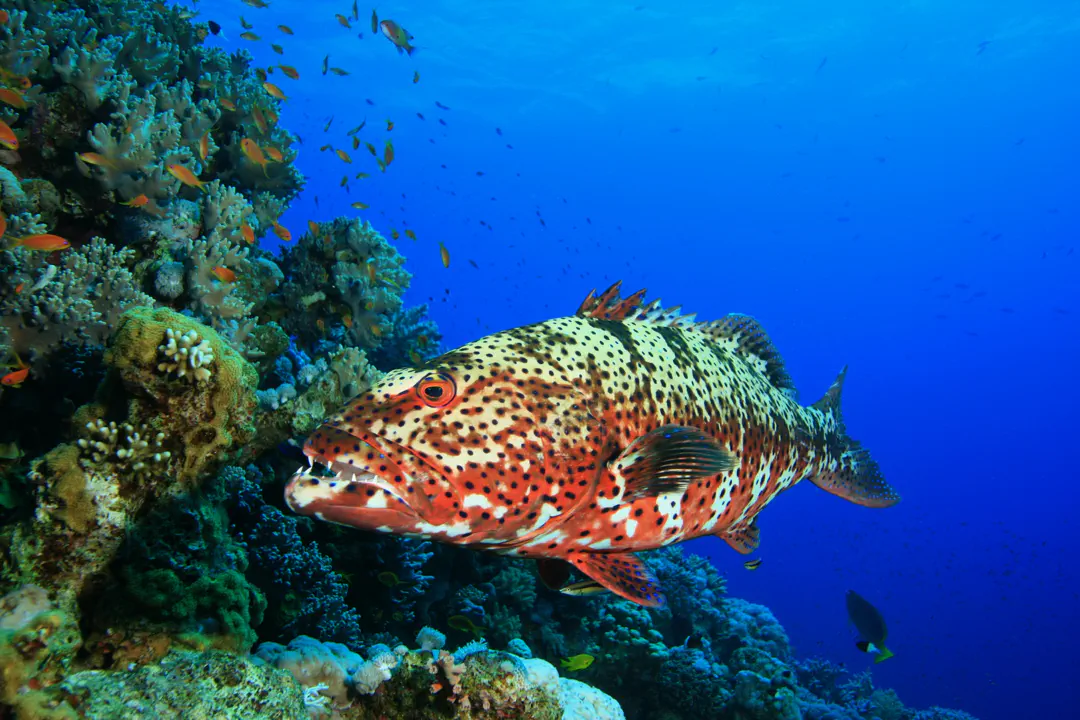 Leopard Grouper (Plectropomus pessuliferus)