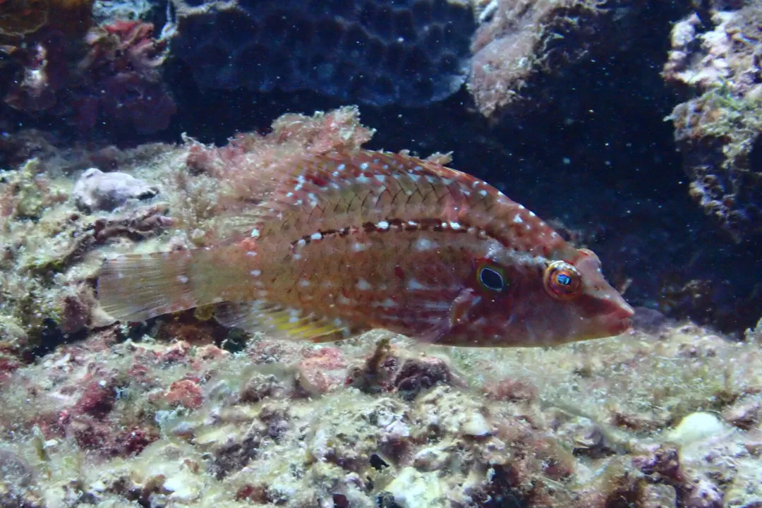 Cockerel Wrasse