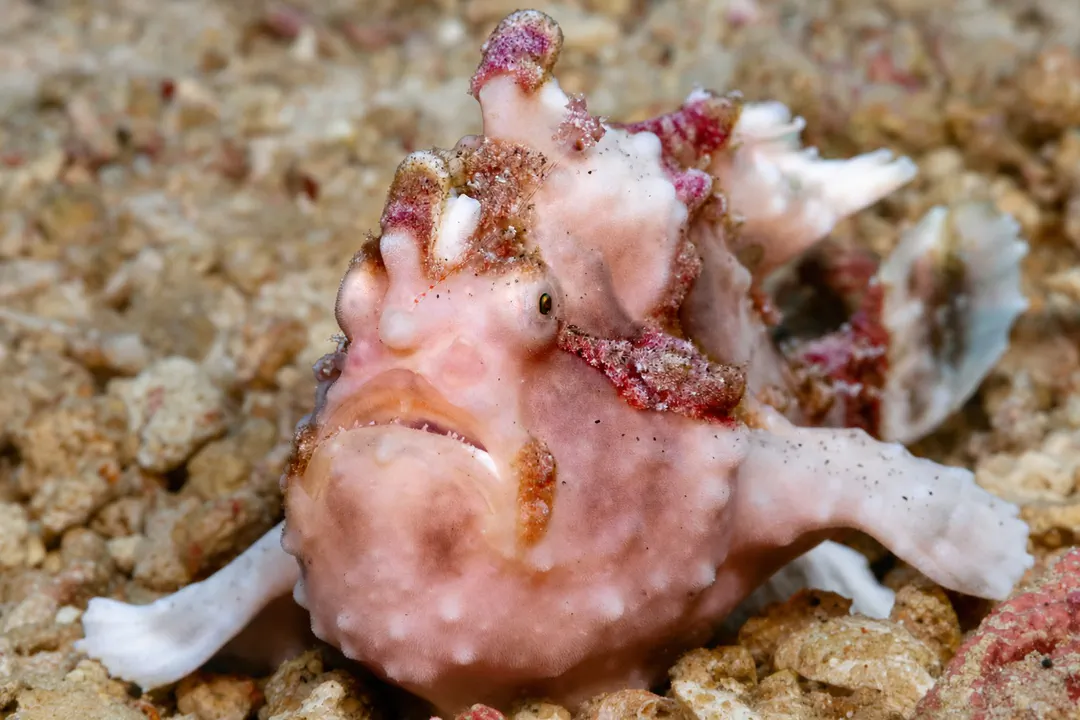 Warty Frogfish (pink)