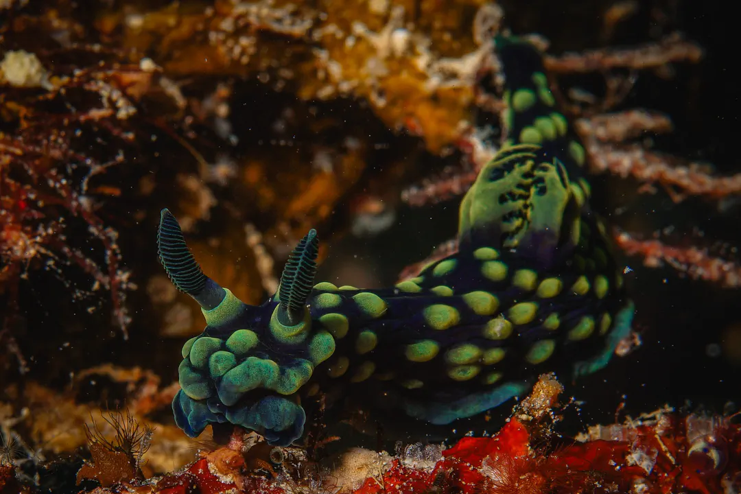 Crested Nembrotha