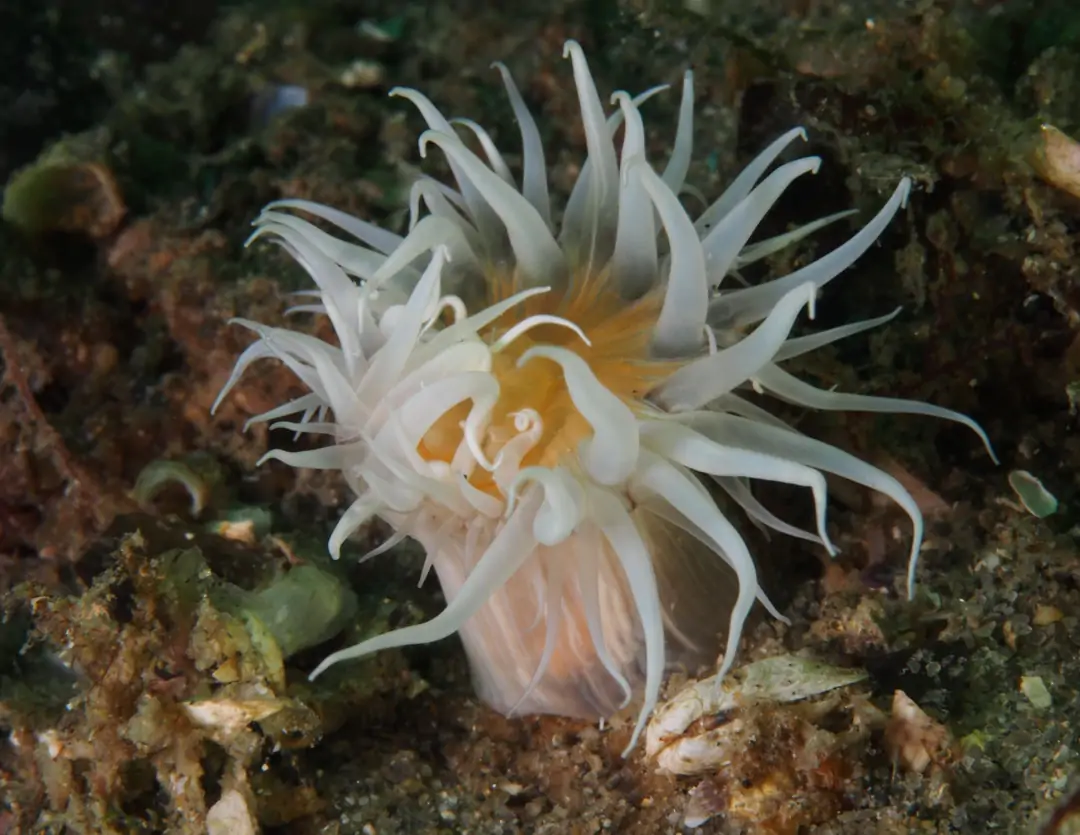 Seabook: Sandalled Anemone