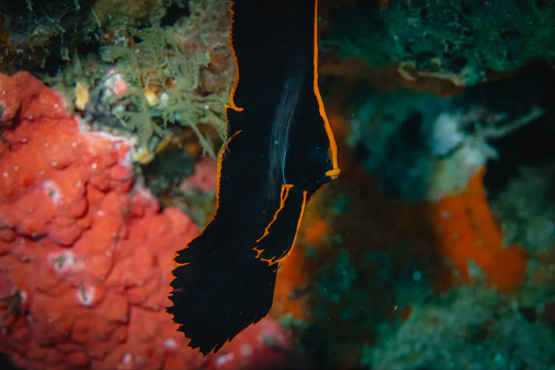 Pinnate Batfish (juvenile)