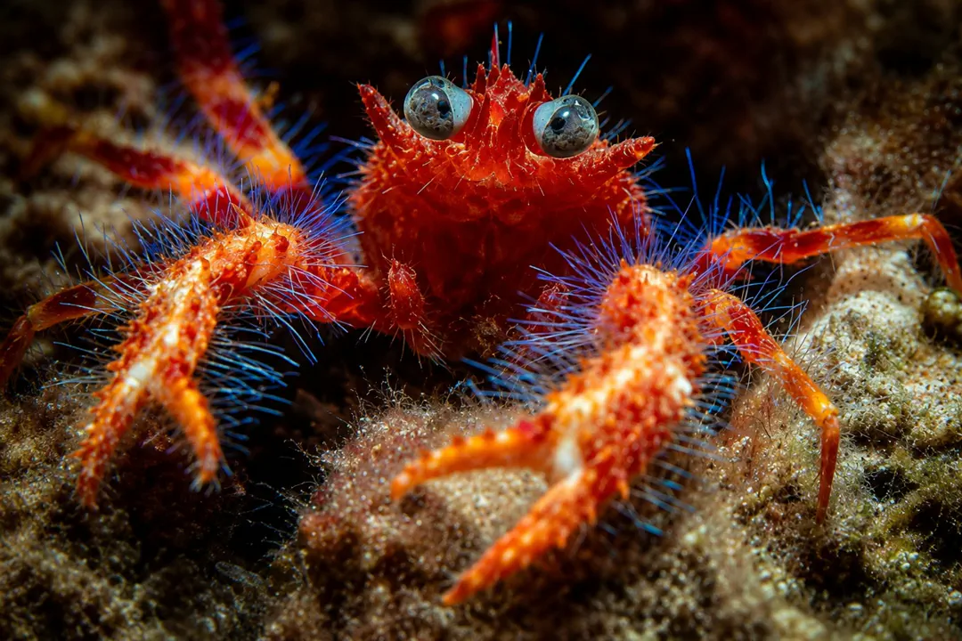Olivar's Squat Lobster