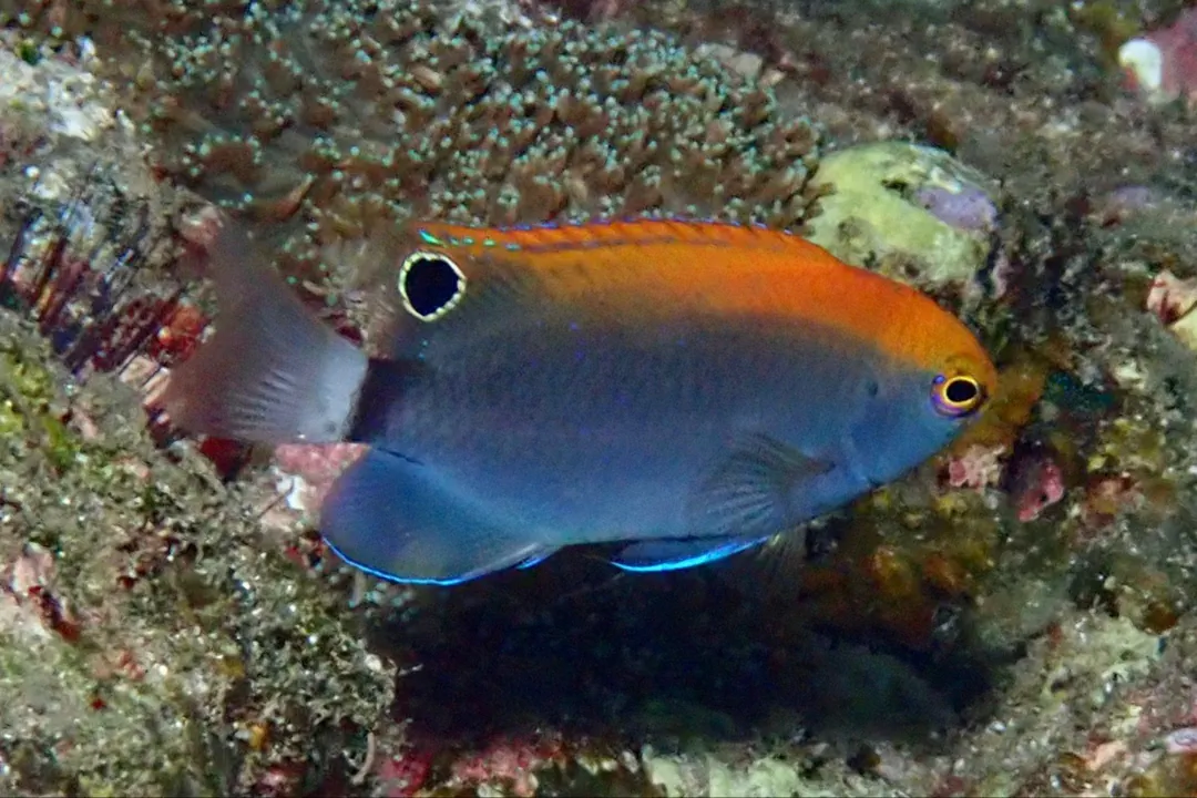 Whitetail Damsel (juvenile) (Pomacentrus chrysurus)