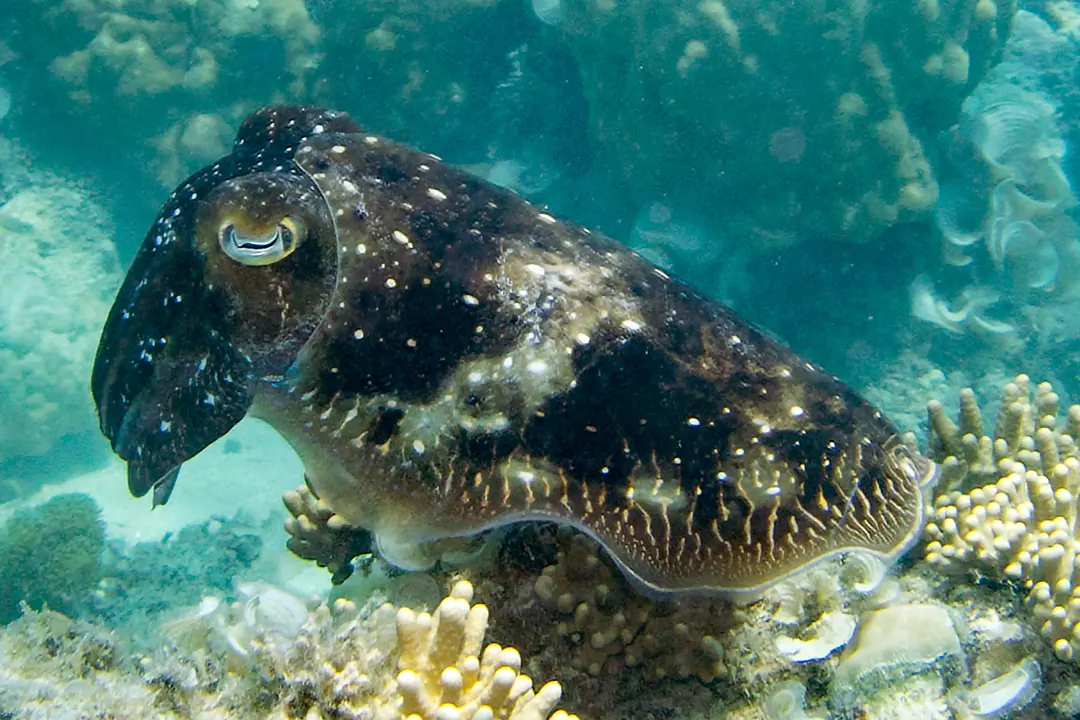 Broadclub Cuttlefish (male)