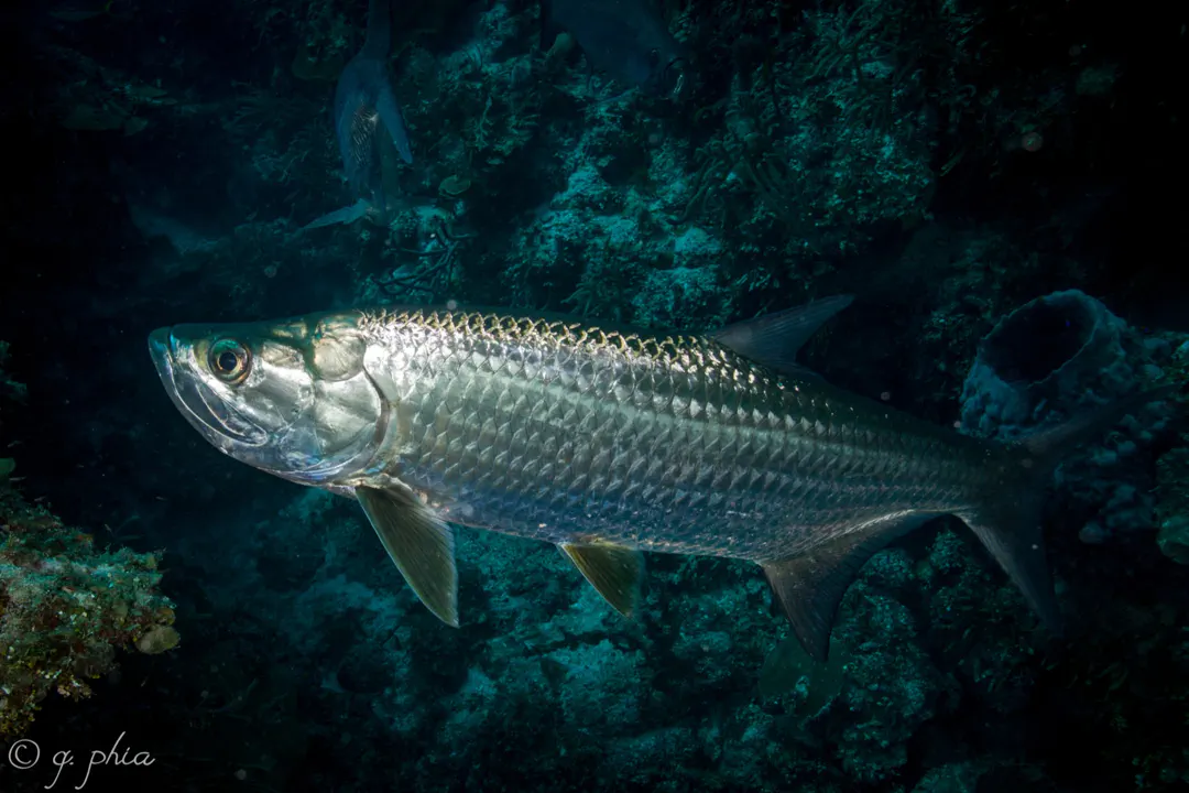 Atlantic Tarpon