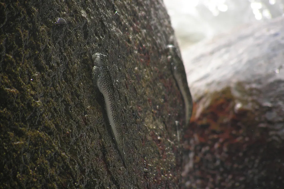 Four-fingered Lipsucker (Andamia tetradactylus)