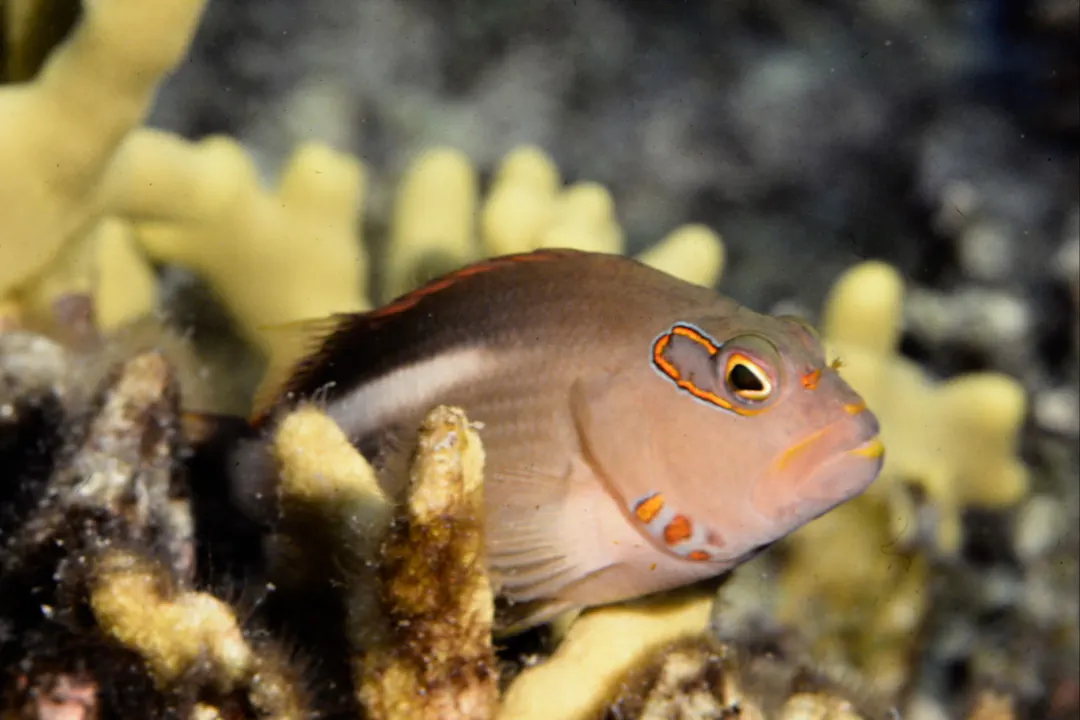 Arc-eye Hawkfish (Paracirrhites arcatus)
