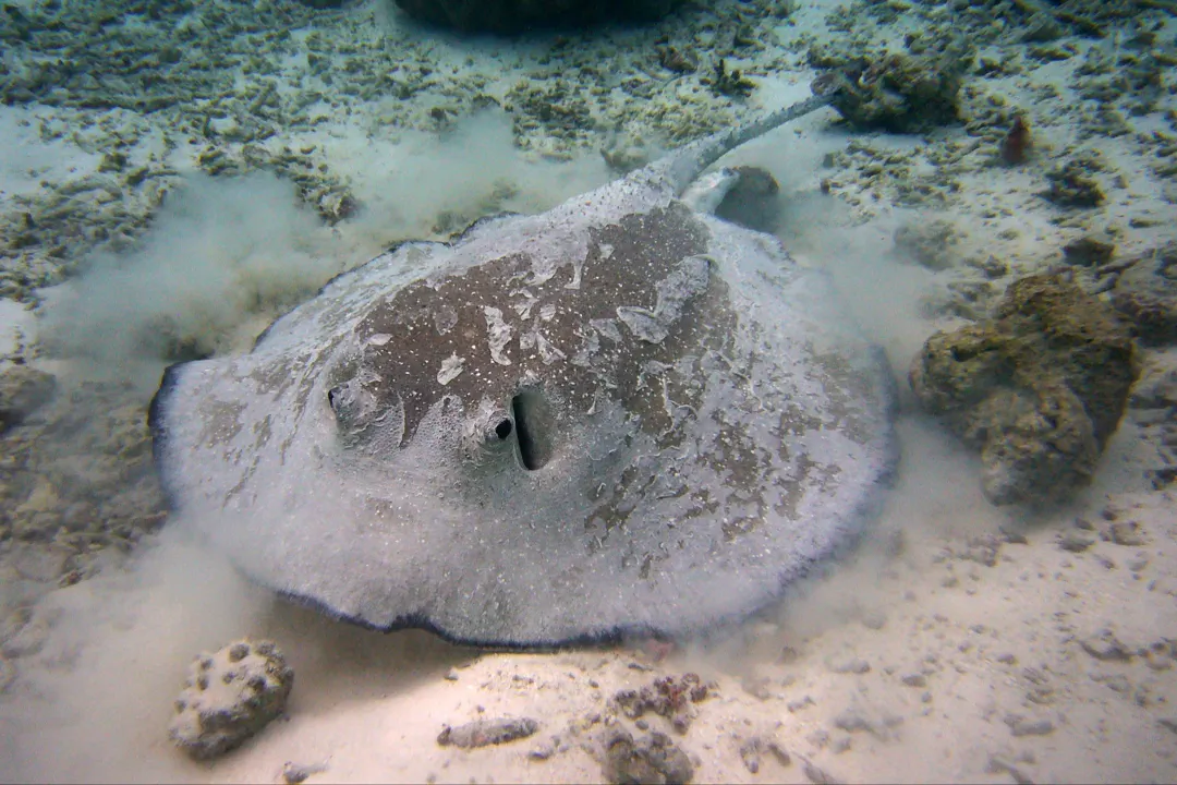 Porcupine Ray (Urogymnus asperrimus)