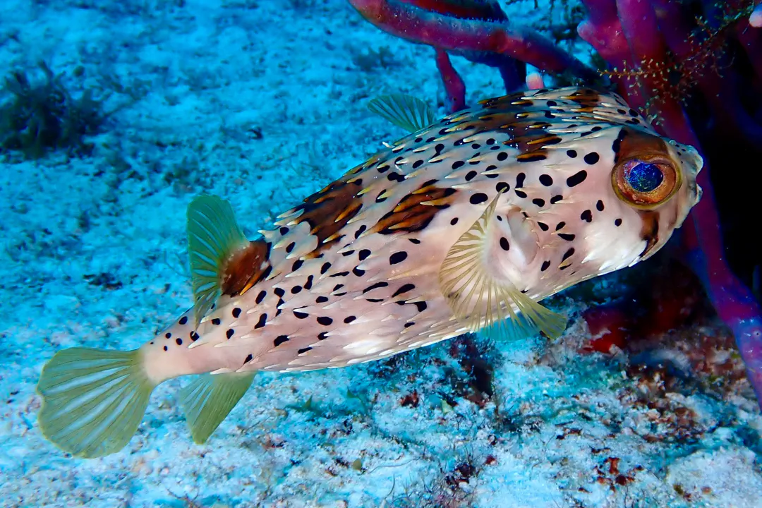 Longspined Porcupinefish