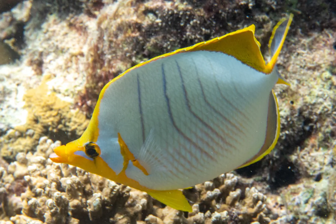 Yellowhead Butterflyfish (Chaetodon xanthocephalus)
