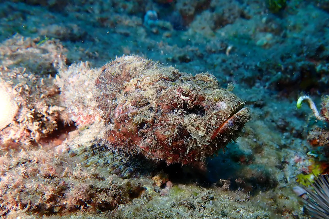 False Stonefish