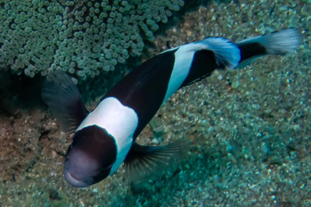 Saddleback Anemonefish (dark)