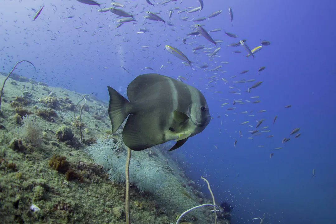 Teira Batfish (Platax teira)