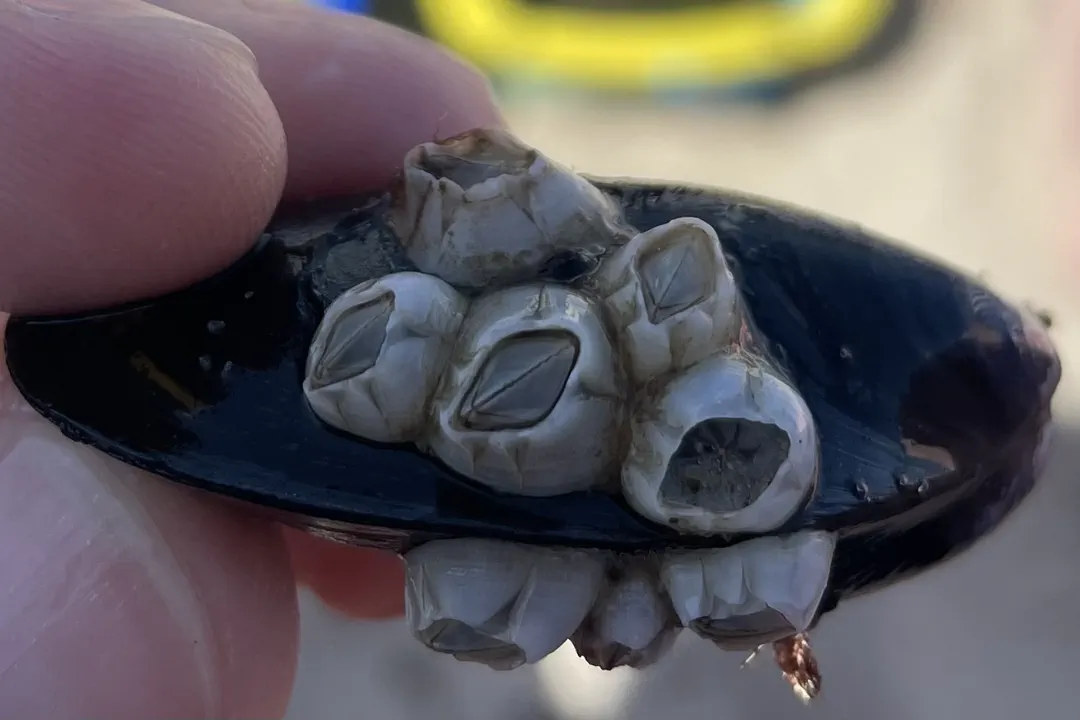 Bay Barnacle