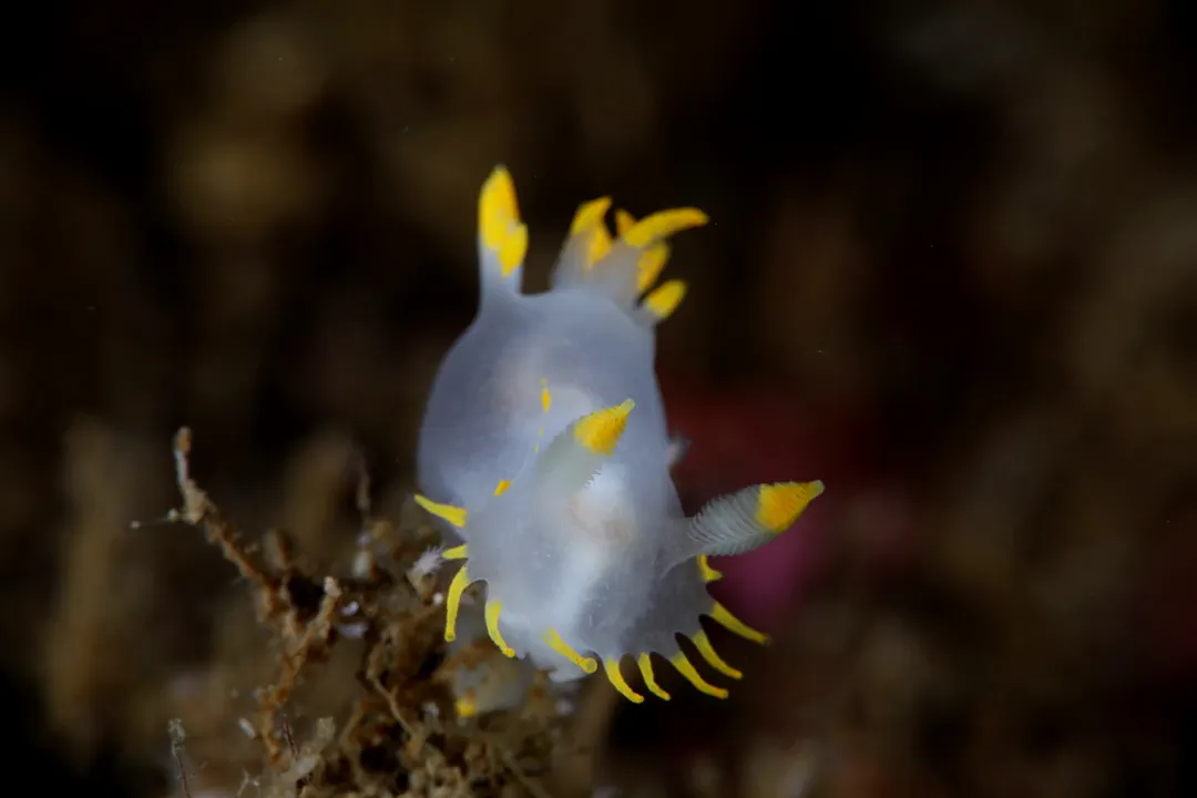 Polycera faeroensis