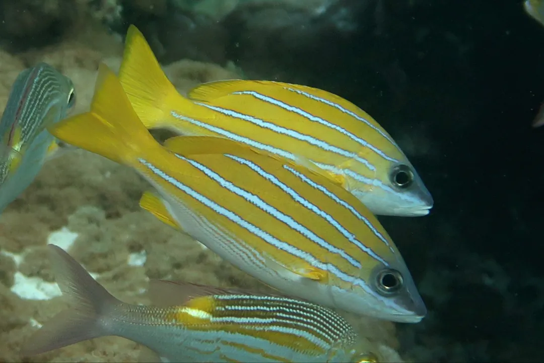 Common Bluestripe Snapper