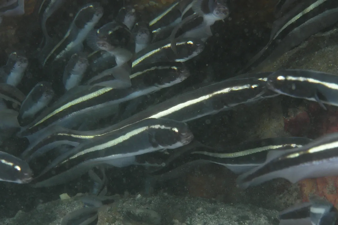 Convict Blenny (Pholidichthys leucotaenia)