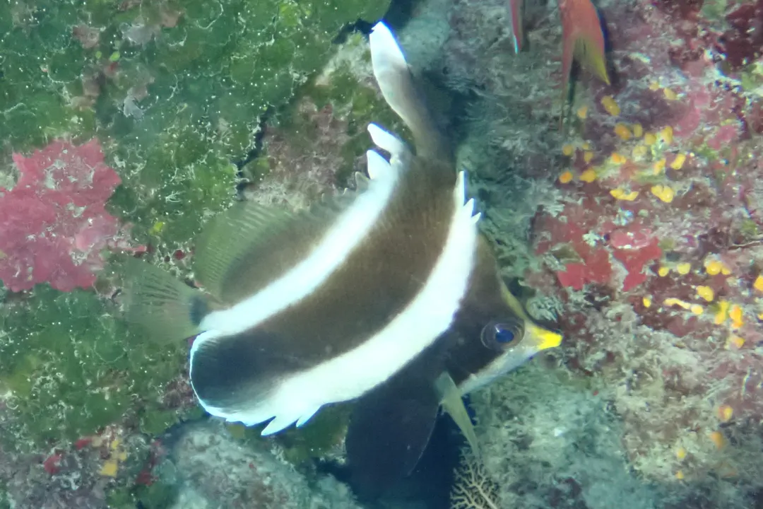 Pennant Bannerfish