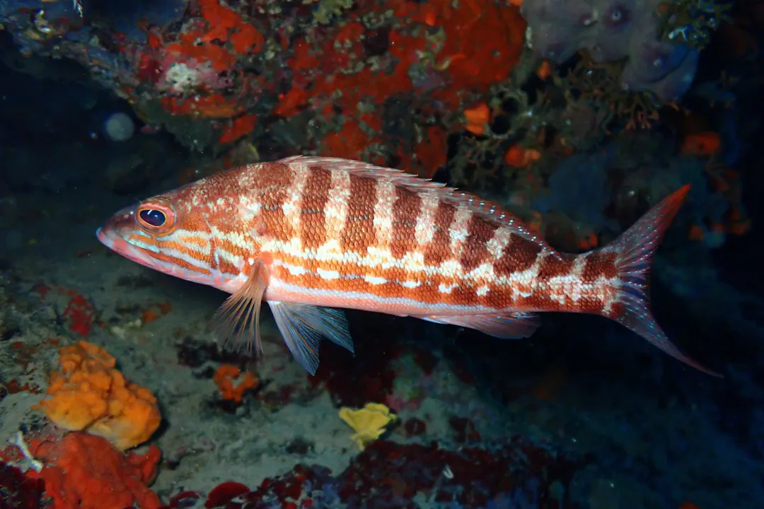 Comber (Serranus cabrilla)