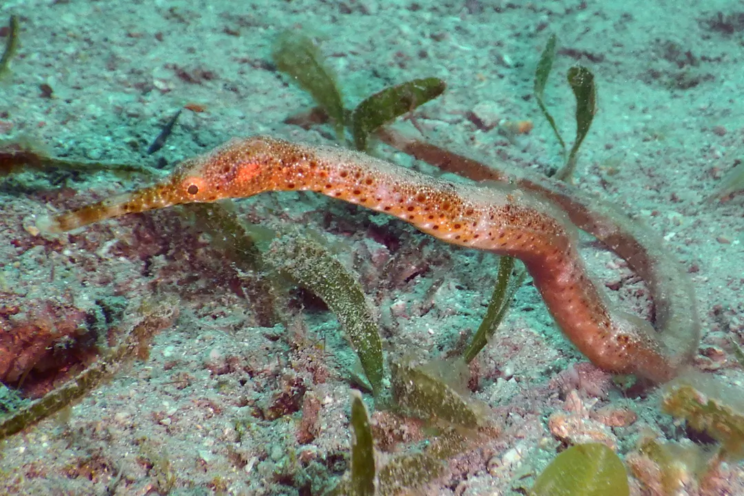 Bentstick Pipefish (brown)