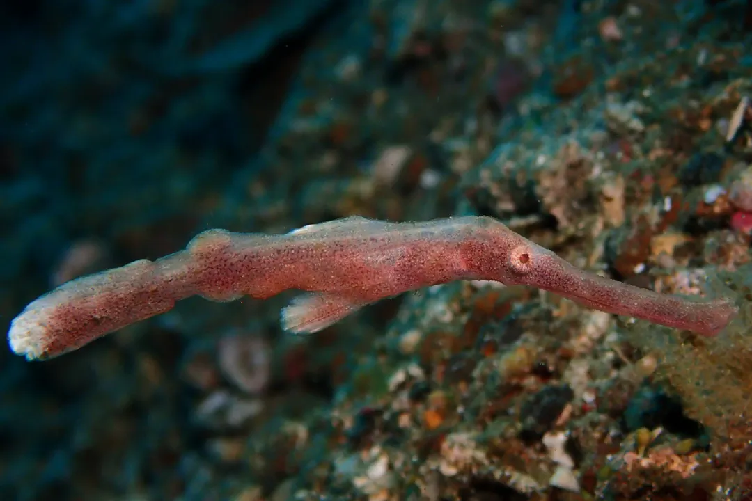 Halimeda Ghost Pipefish (brown)