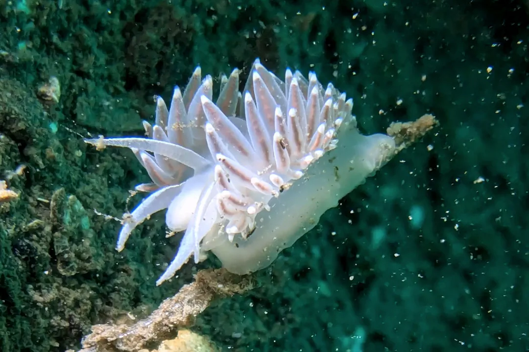 Predaceous Aeolis