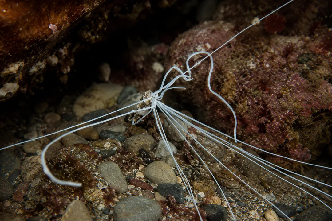 Medusa Spaghetti Worm (Loimia medusa)