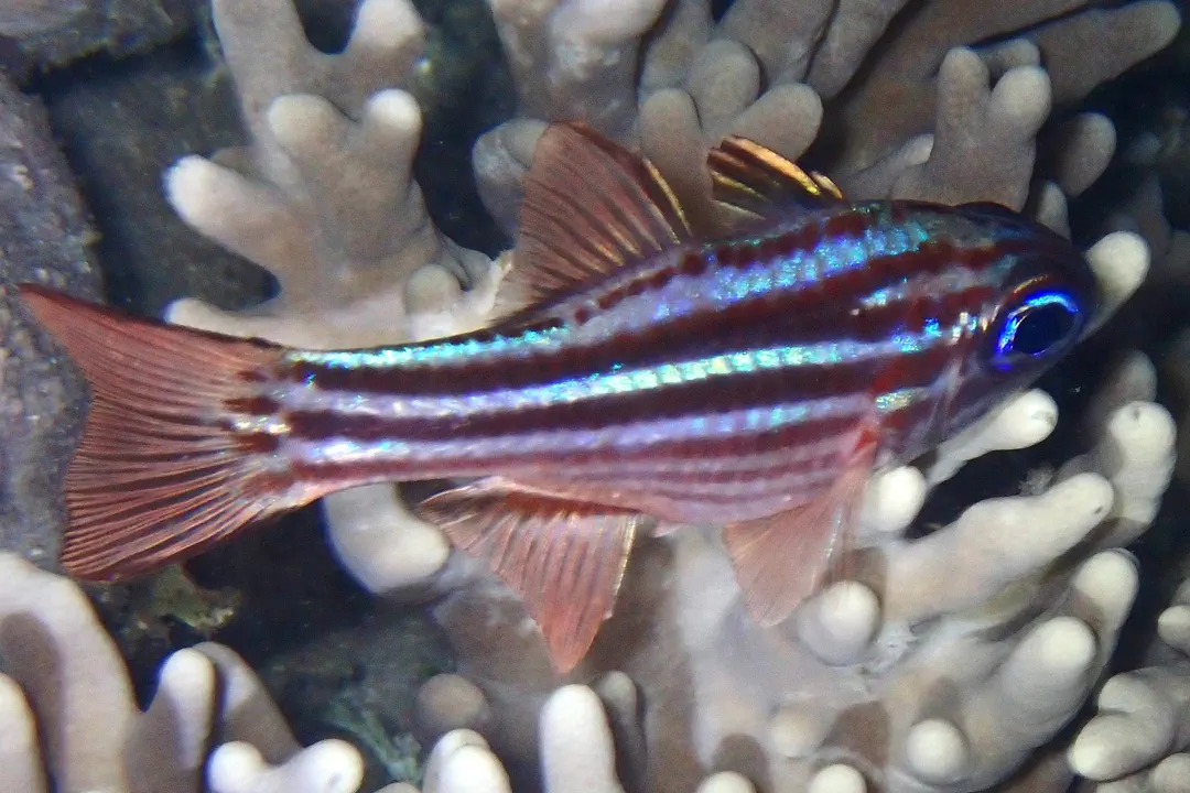 Blue-eye Cardinalfish
