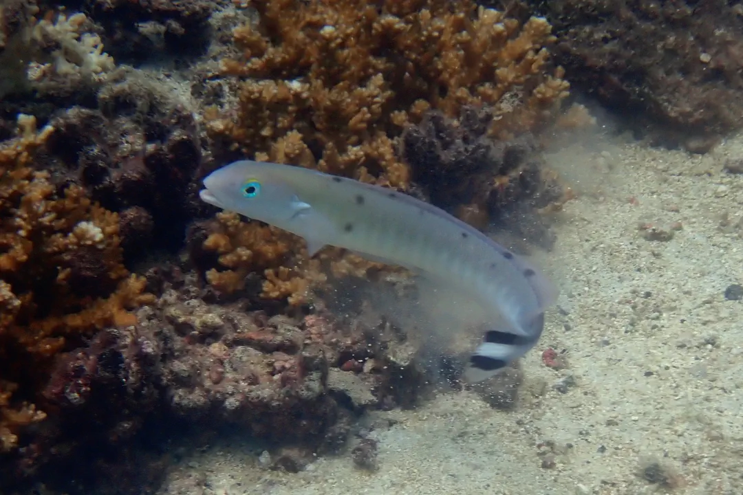 Flagtail Blanquillo (Malacanthus brevirostris)