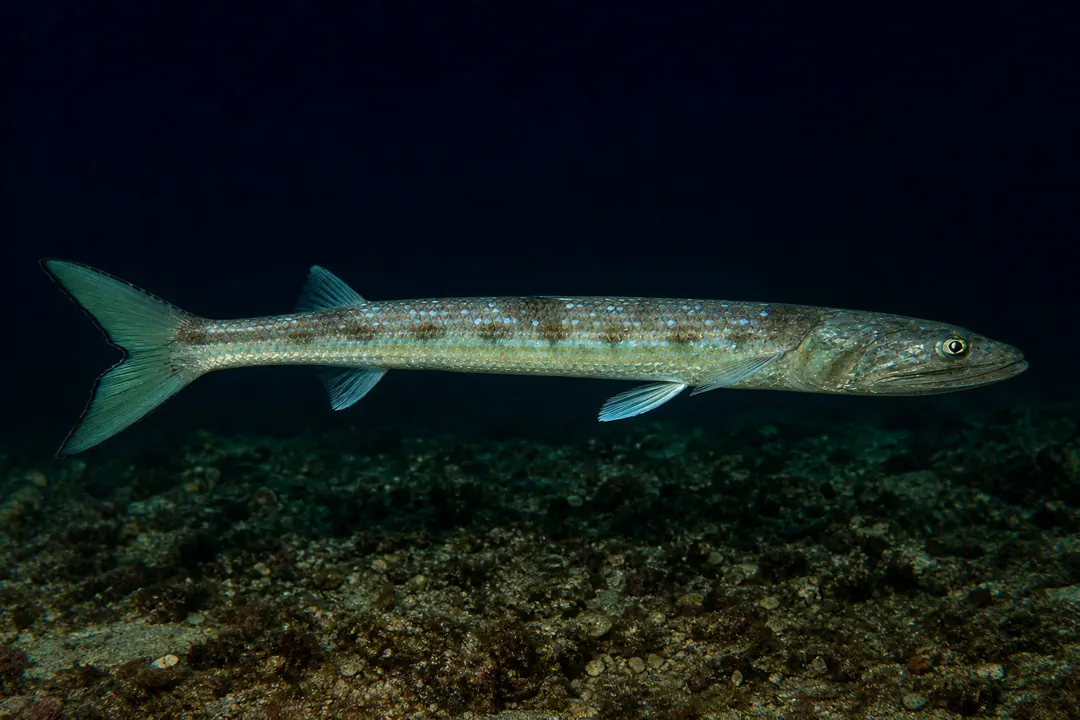 Large Scale Grinner