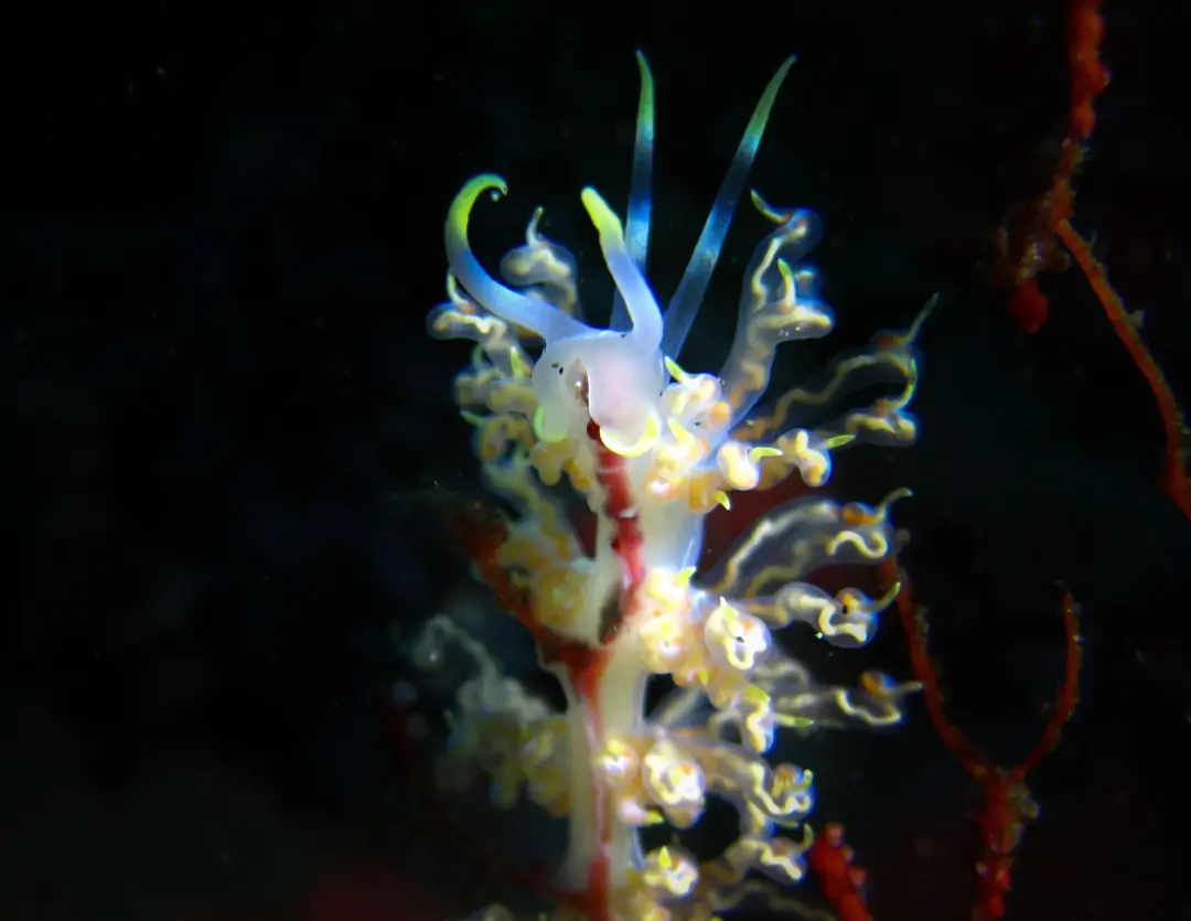 Seabook: Phyllodesmium sp