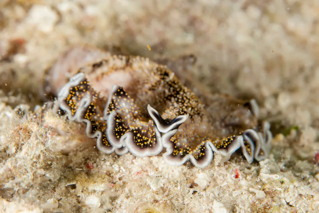 Acanthozoon albopunctatum (Acanthozoon albopunctatum)