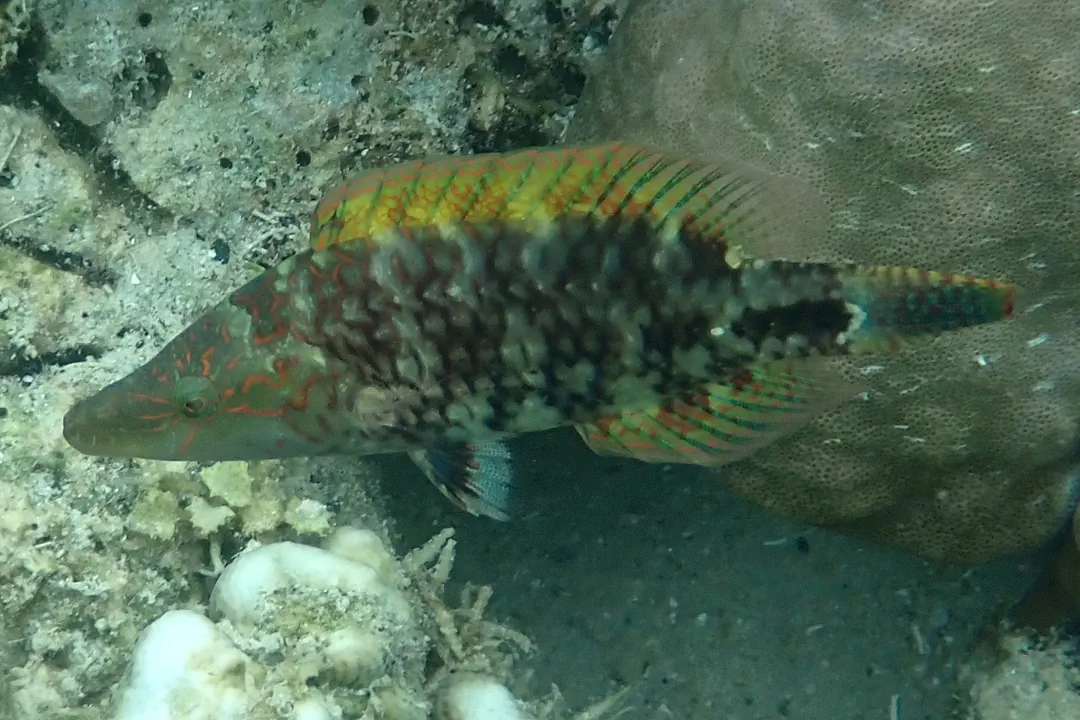 Slender Maori Wrasse (female) (Oxycheilinus celebicus)