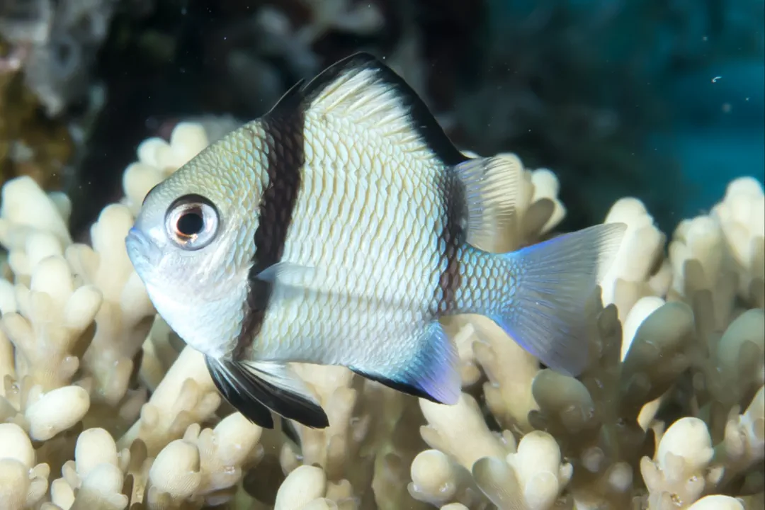 Reticulated Damselfish (juvenile) (Dascyllus reticulatus)