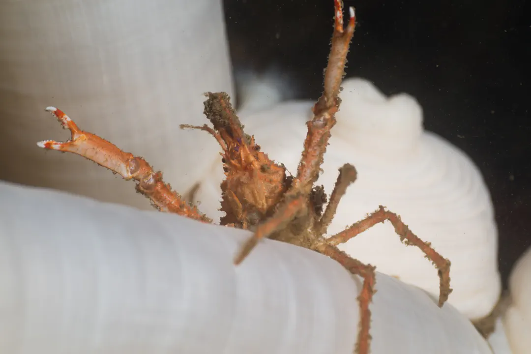 Bull Hydroid Crab