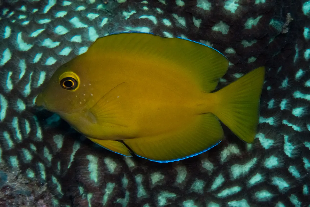 Indian Gold-ring Bristletooth (juvenile) (Ctenochaetus truncatus)