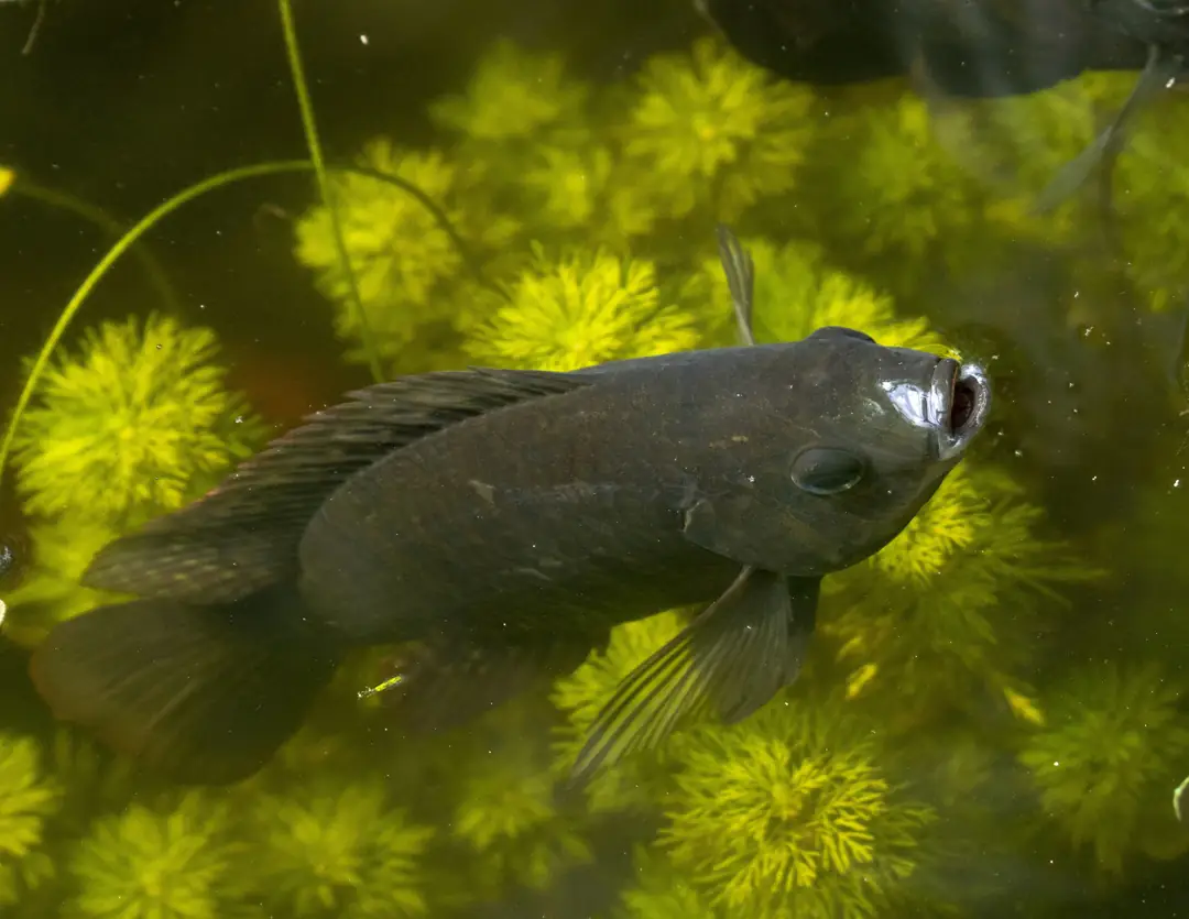Black mangrove Cichlid