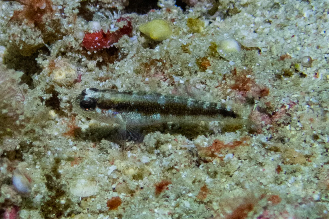 Striped Goby (Asterropteryx striata)
