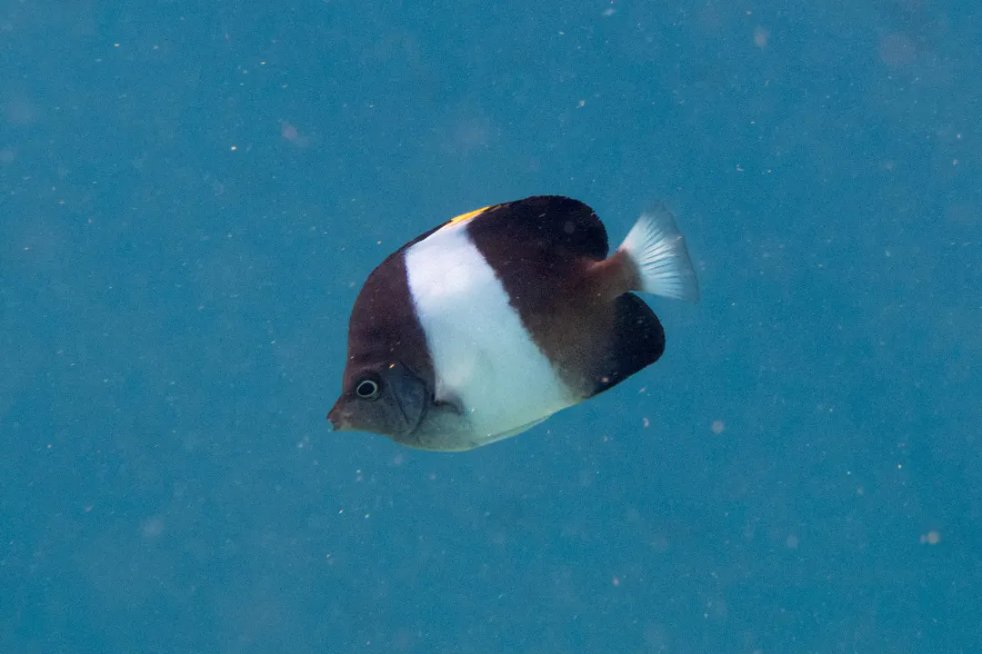 Black Pyramid Butterflyfish