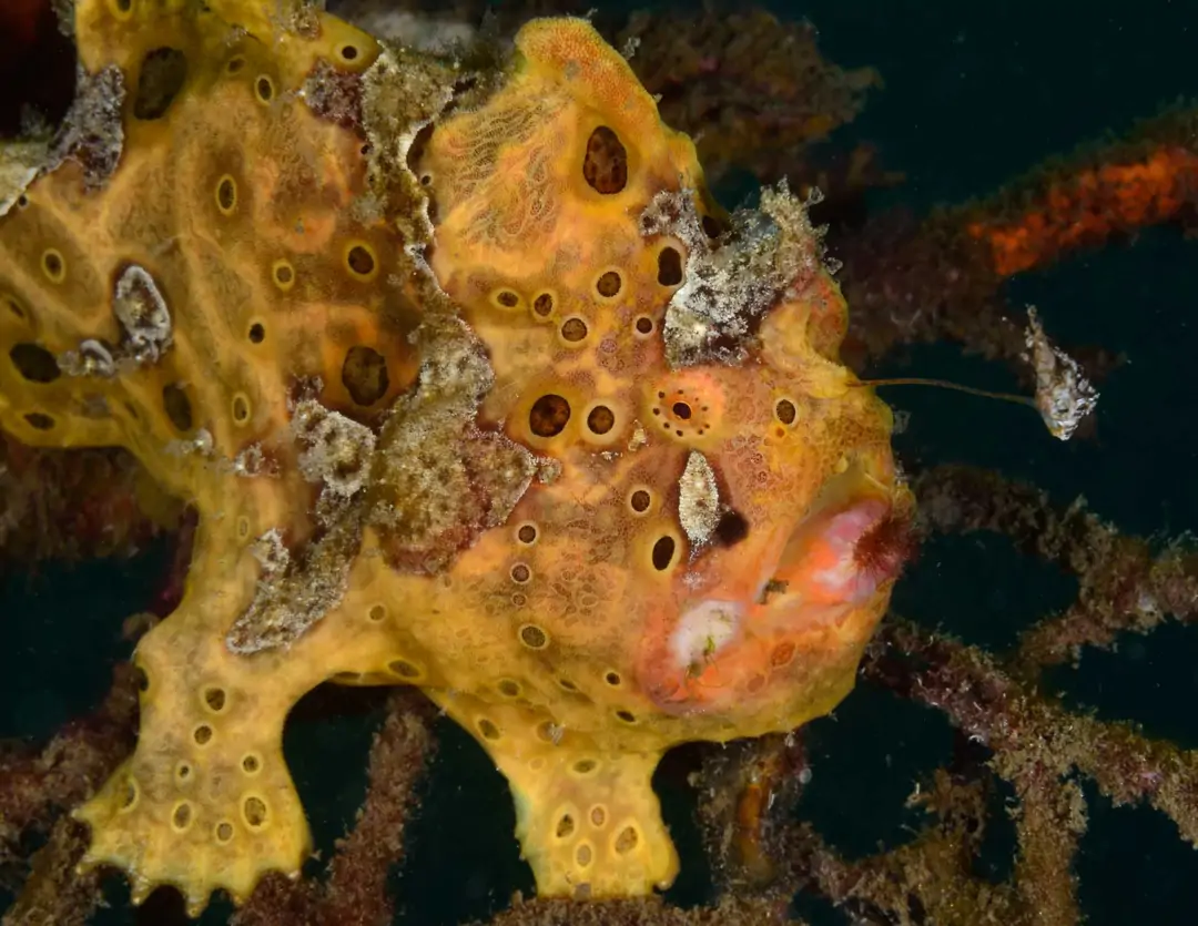 Seabook: Painted Frogfish (yellow)