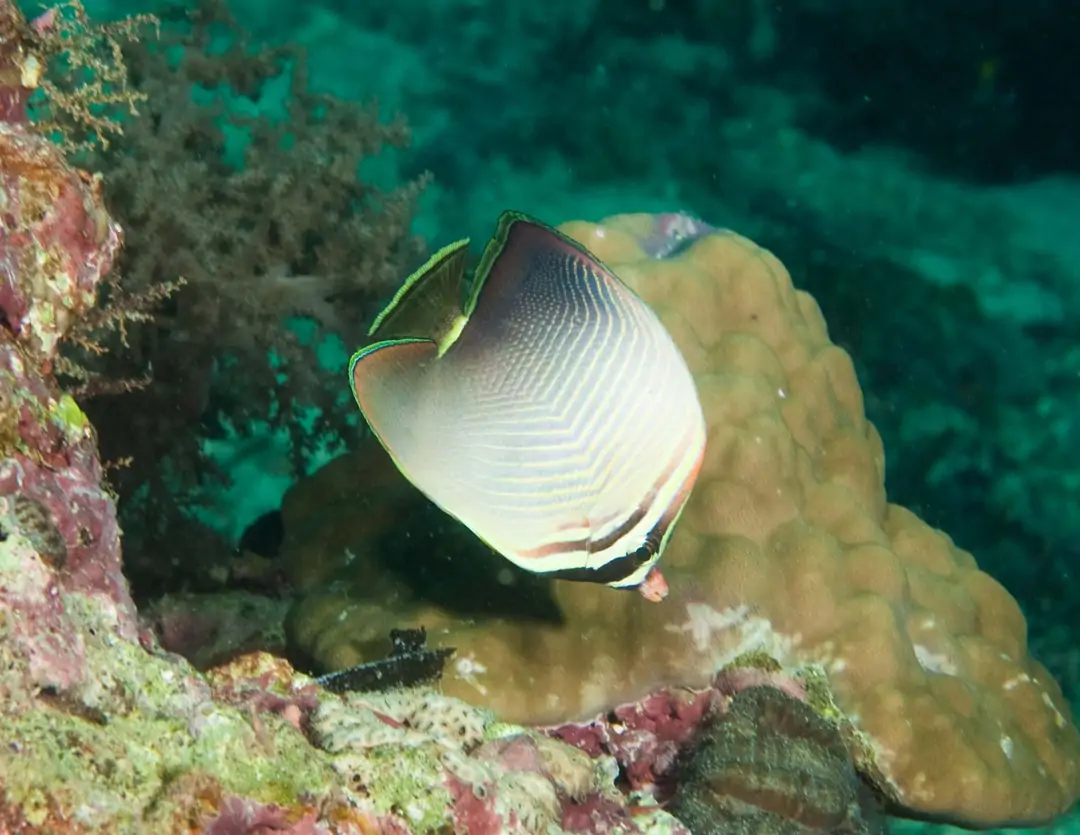 Seabook: Eastern Triangle Butterflyfish