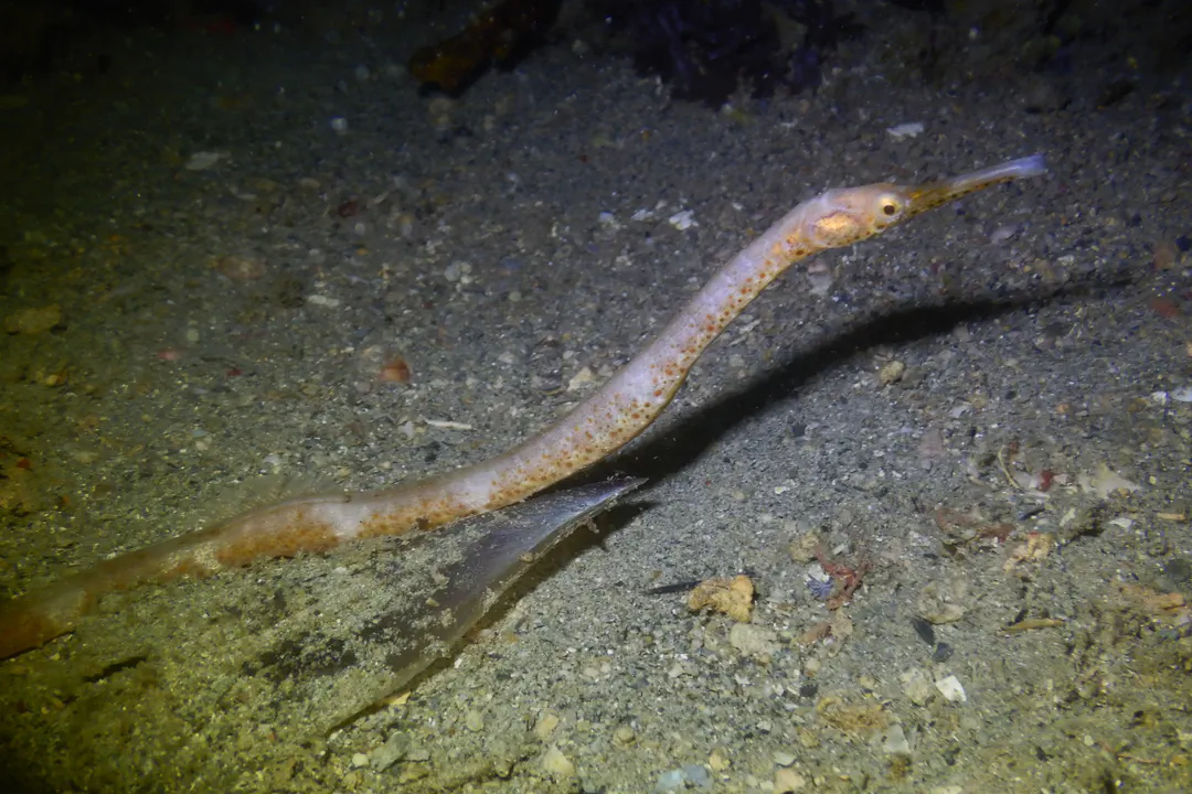 Bentstick Pipefish