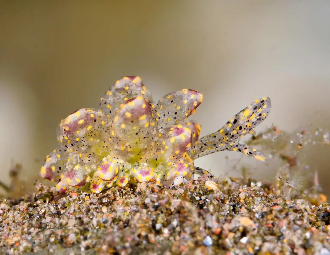 Seabook: Cyerce sp