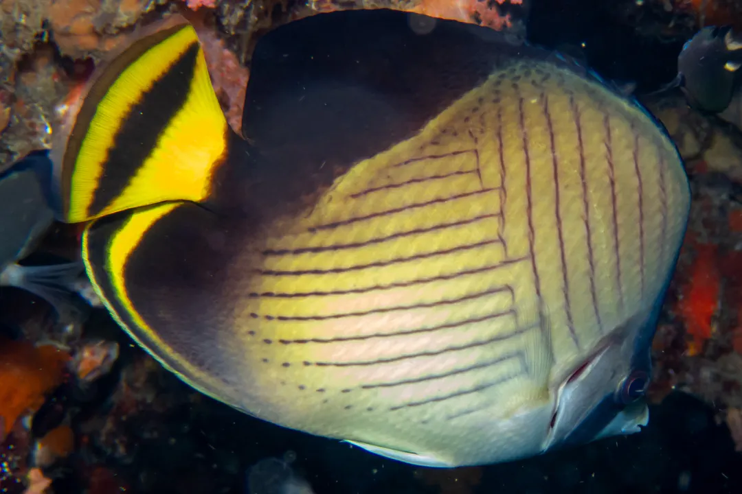 Indian Vagabond Butterflyfish (Chaetodon decussatus)