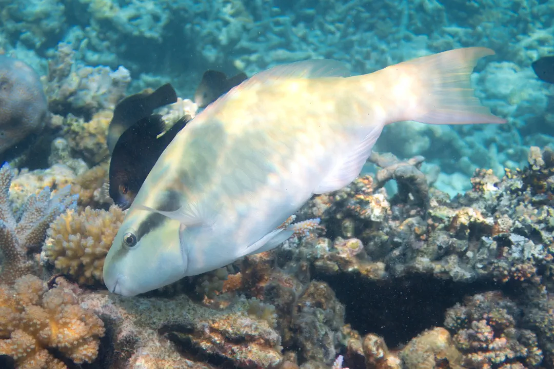Five-saddle Parrotfish (female) (Scarus scaber)